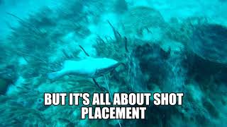 Shot Placement-Underwater hunting