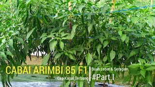 Cabai ARIMBI 85 usia 78 HST #PART1