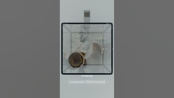 Mixing milk & honey in a blender. Flip Fluids Simulation(3-30)@LorenzocRichmond #blender #satisfying