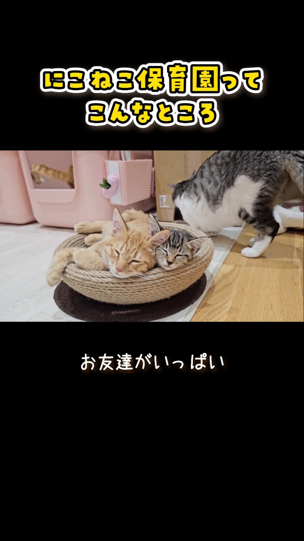 これからも ずっとしあわせ♪ #Shorts #にこねこ #にこねこ保育園