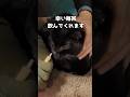 ダイソーの猫に薬を飲ます専用みたいなシリンジ