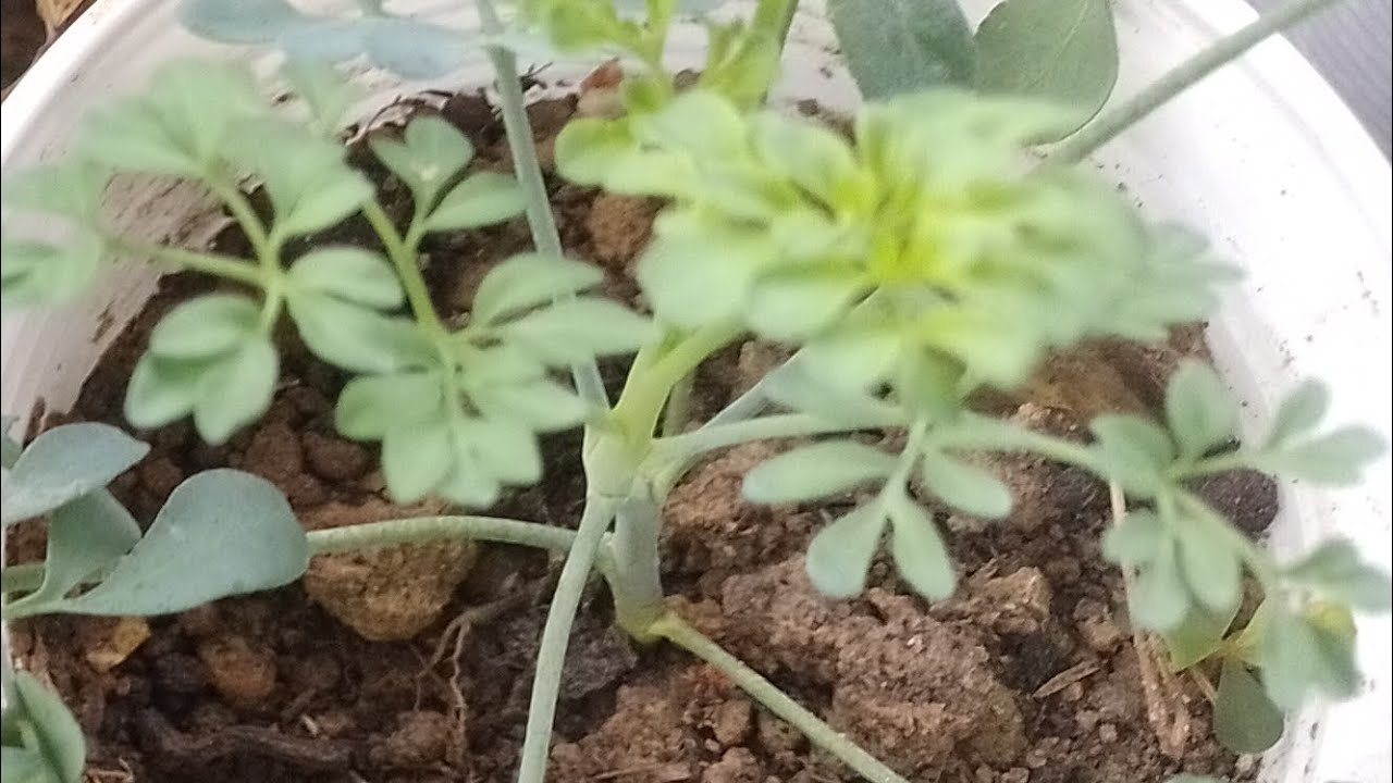 Mudas de arruda a partir da folha e broto!