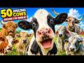50 Amazing Cows Around the World 🐄 | Real Animal Sounds for Toddlers | Learn Farm Animals