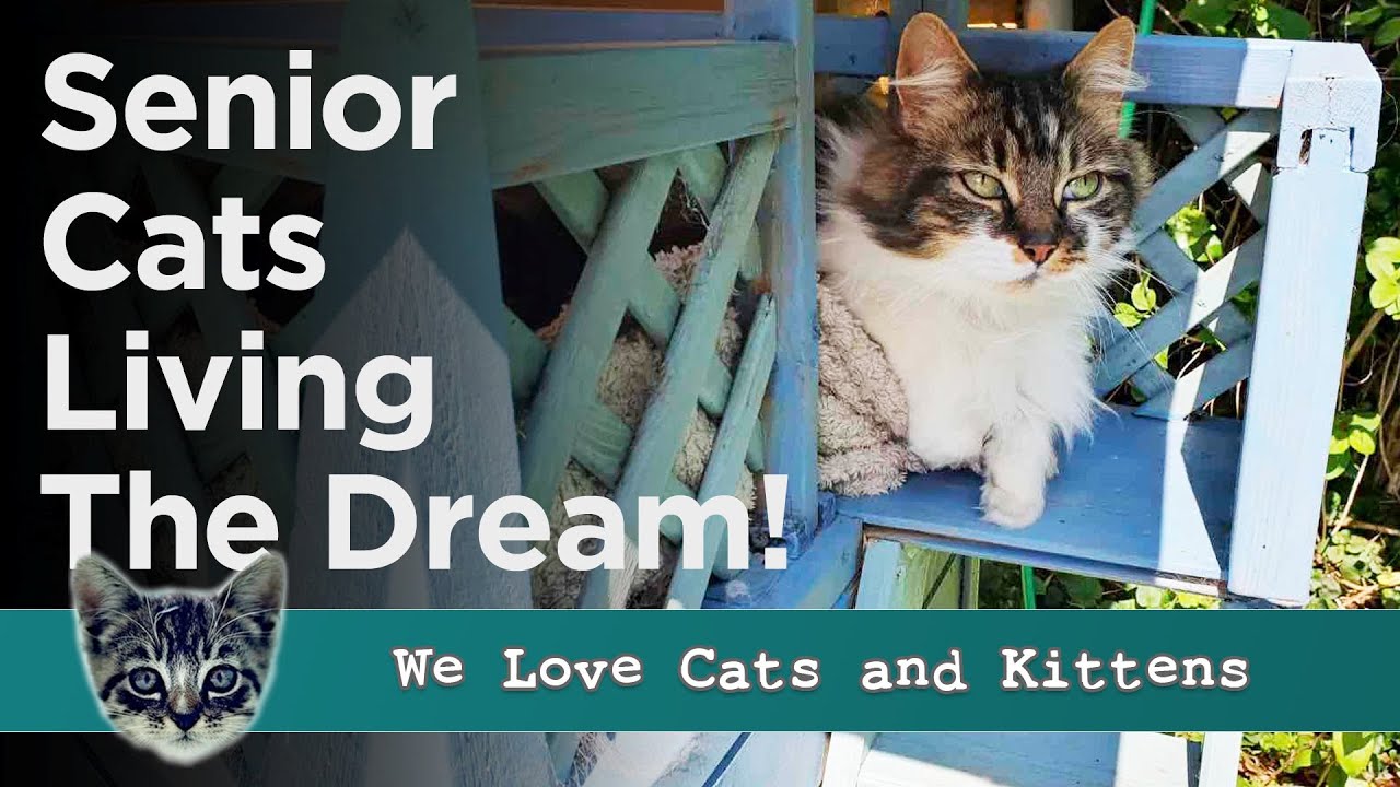 Retirement Has Never Looked Better A Village Just For Elderly Senior