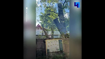Еноты облюбовали деревья в своем новом вольере в Московском зоопарке