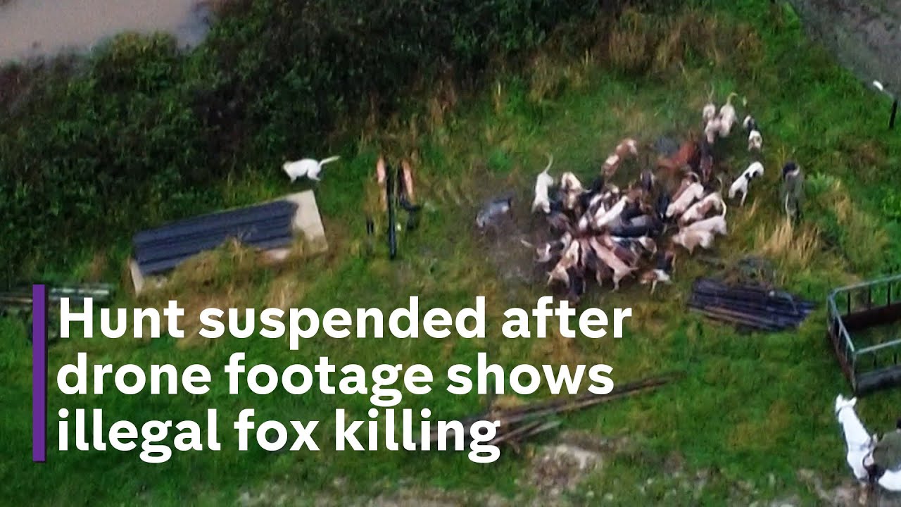Exclusive footage shows how foxes are being illegally hunted by hounds