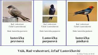 Vták, Rad vrabcotvaré, čeľaď Lastovičkovité lastovička brehuľa bird featuring belorítka čiarková