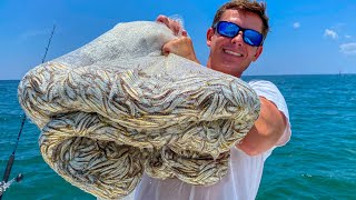 Netting & Eating THOUSANDS of Bait Fish Catch Clean Cook (Florida Bay Anchovy)