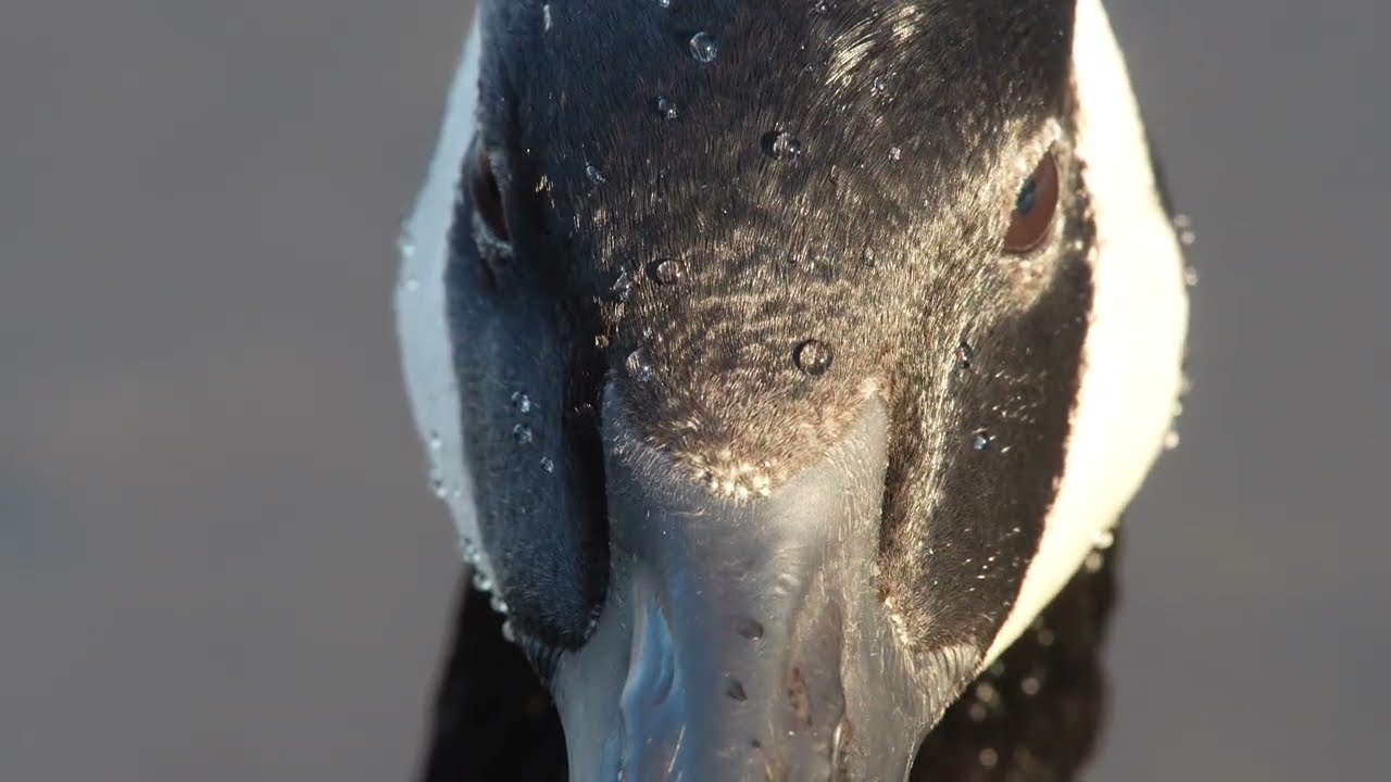 burnaby lake lottsa ducks 2026 01 19