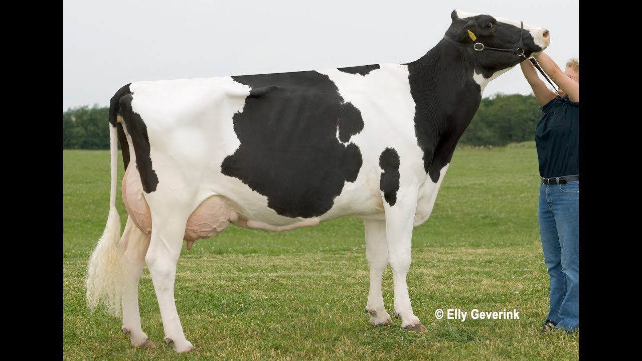 РЕКТО-ЦЕРВИКАЛЬНЫЙ СПОСОБ ОСЕМЕНЕНИЯ КОРОВ И ТЕЛОК - YouTube