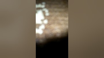 الشيخ محمد العامر أوائل سورة مريم فجرية يوم الثلاثاء 22 ربيع الثاني 1439 من أول سورة مريم