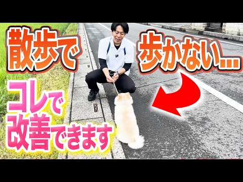 犬の散歩がマンネリ化?愛犬と楽しむ8つの新鮮なアイデア