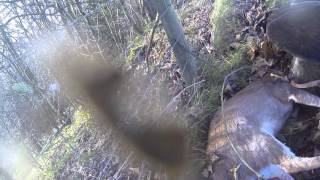 Eagle muntjac hunting falconry