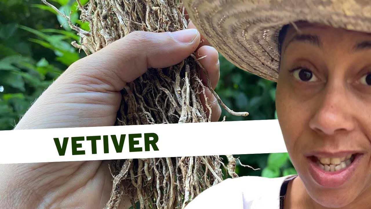 🌱Découvrez les merveilles du vetiver : Plante aux multiples utilisations