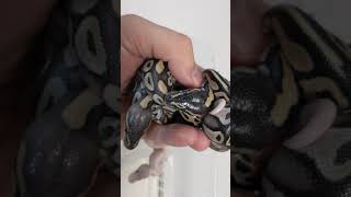 Celebrity Strange looking Mojave ball python - could be a new gene?! Wealth
