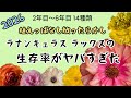 『ラナンキュラス ラックス』植えっぱなし放ったらかしラナンキュラス ラックスの生存率がヤバすぎた!!2年目〜6年目14種類