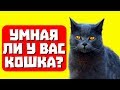 Умная ли у вас кошка? Тест с прикольным котом Джемом! 🐈