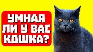 Умная ли у вас кошка? Тест с прикольным котом Джемом! 🐈