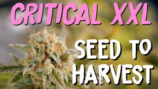 GROWING ORGANIC CANNABIS FROM SEED TO HARVEST | STRAIN BCN CRITICAL XXL by SEEDSTOCKERS