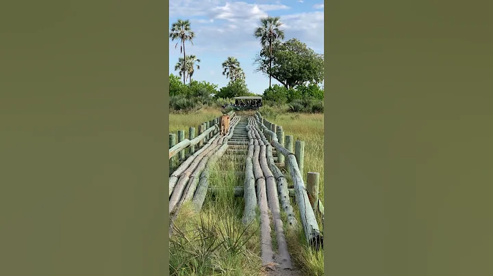 Lions crossing bridge in the Okavango Delta | andBeyond Sandibe Okavango Safari Lodge | Botswana - DayDayNews