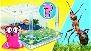 Peternakan Semut atau Pesisir Pantai? Buat Peternakan Semut Ala Laut di Rumah
