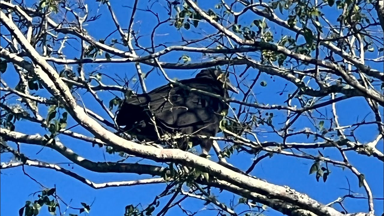 Подборка диких животных 2025 года… 