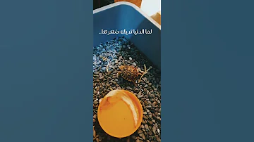 حكمة تيمون عن الحياة Lion King Shorts 
