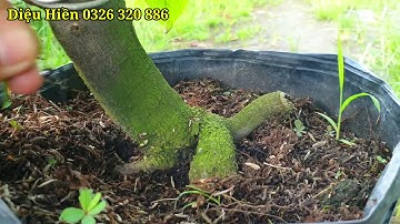 video 13/09/2020 cúc bi tiên sinh. còn cây số 3 và 4