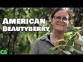 Growing American Beautyberry - Native Edible
