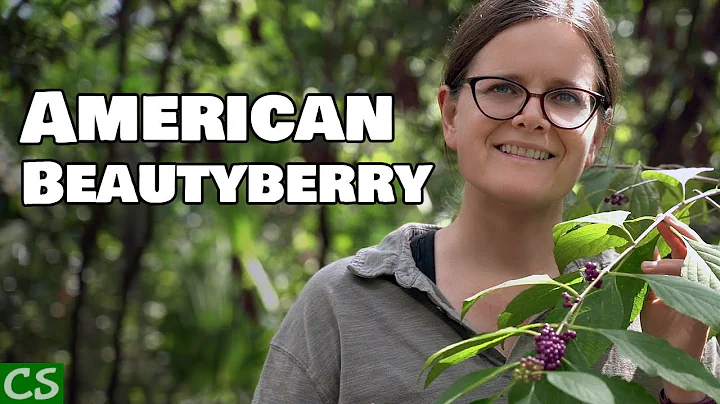 Growing American Beautyberry - Native Edible