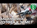 КАК ОБРЕЗАТЬ МАЛИНУ ОСЕНЬЮ? ЧЕМ УТЕПЛИТЬ? Советы опытного агронома!