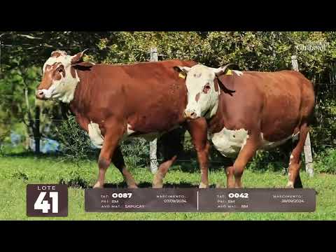 LOTE 41