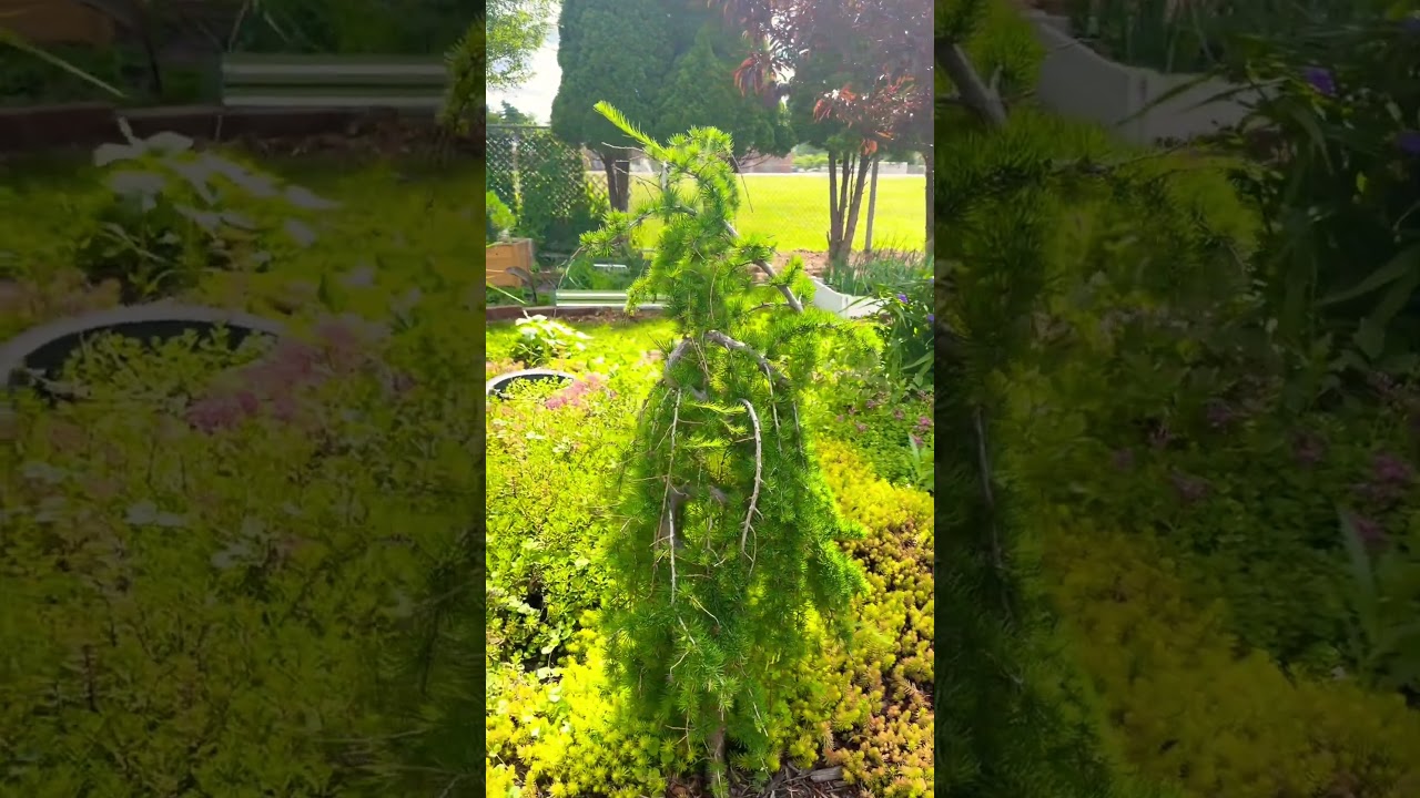 Some Dwarf Trees in Backyard #relaxing #relax #gardening #garden #nature #plants #trees