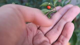 Mi planta de chile piquín