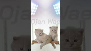 Asmaul Husna Merdu Versi Kucing Lucu Terbaru 2022shorts