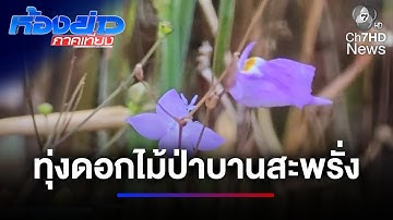 ทุ่งดอกไม้ป่าพระราชทาน ณ อุทยานแห่งชาติผาแต้ม จ.อุบลราชธานี | ห้องข่าวภาคเที่ยง