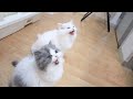 エサをおねだりする子猫の鳴き声がかわいい