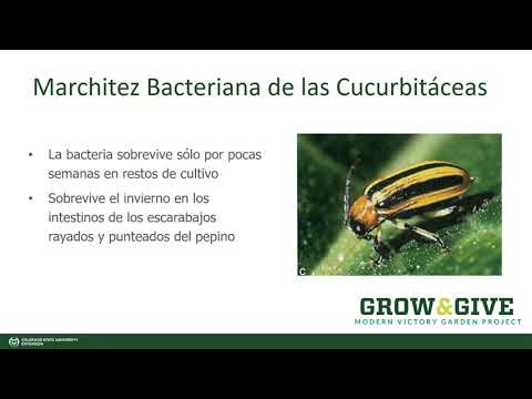 Video: Síntomas de Fusarium en las cucurbitáceas: Manejo de la marchitez por Fusarium de las cucurbitáceas en los jardines