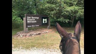 Oak Openings Bridle Trails by Holli Jacobs 83 views 2 years ago 4 minutes, 22 seconds