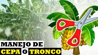 Manejo correcto de la cepa del PLATANO - Tu Profe TV