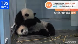 上野動物園の双子パンダ シャオシャオとレイレイ来月１２日から公開に