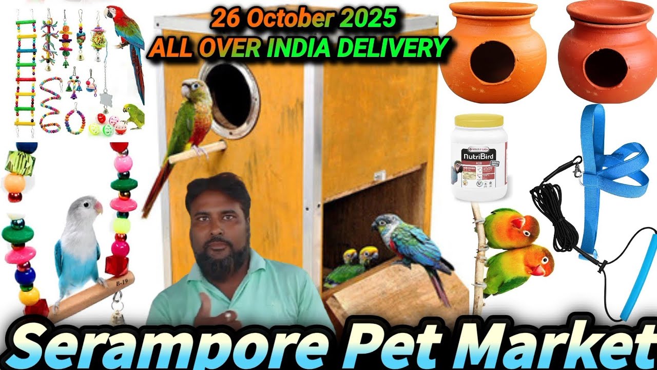 Bird Accessories You Must Have! 🐦 Food Bowl, Nest Box, Toys, Perches & More || Parrot Sachin