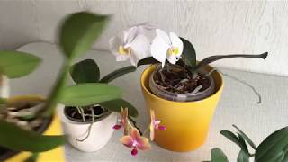 10 правил по уходу за орхидеями для новичков