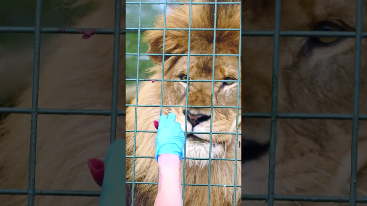 🦁 What is the difference between an African and an Asiatic lion? 