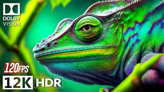The Craziest Dolby Vision - 12K HDR Video ULTRA HD 120 FPS