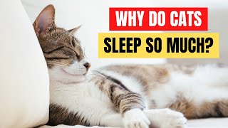 The REAL Reason Why Cats Are Such Notorious Sleepers by Feline Facts 1,721 views 1 year ago 3 minutes, 32 seconds
