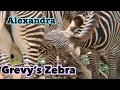 Grevy's Zebra　Family 家族　グレビー　シマウマ　Los Angeles zoo
