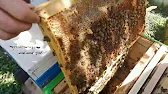 ПАСЕКА на РОЯХ # Apiary for swarms