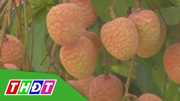Bắc Giang: Thu trên 5.730 tỷ đồng vải thiều | THDT