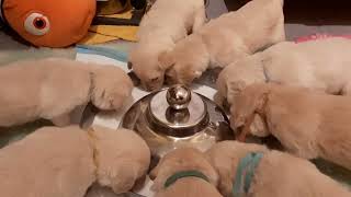 4 weeks old puppies drinking milk from a bowl for the first time by Sent from Heaven 15,958 views 2 years ago 35 seconds